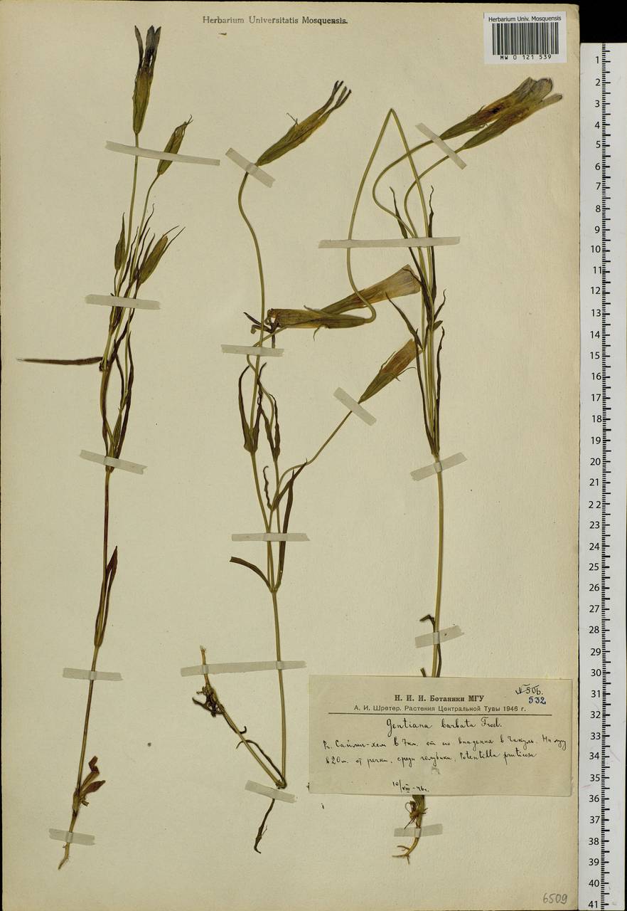 Gentianopsis barbata (Froel.) Ma, Siberia, Altai & Sayany Mountains (S2) (Russia)
