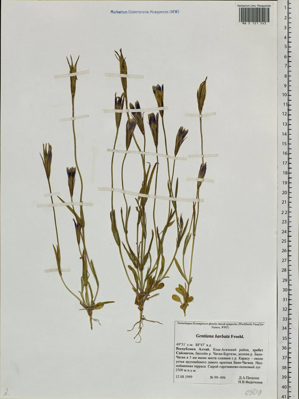 Gentianopsis barbata, Siberia, Altai & Sayany Mountains (S2) (Russia)