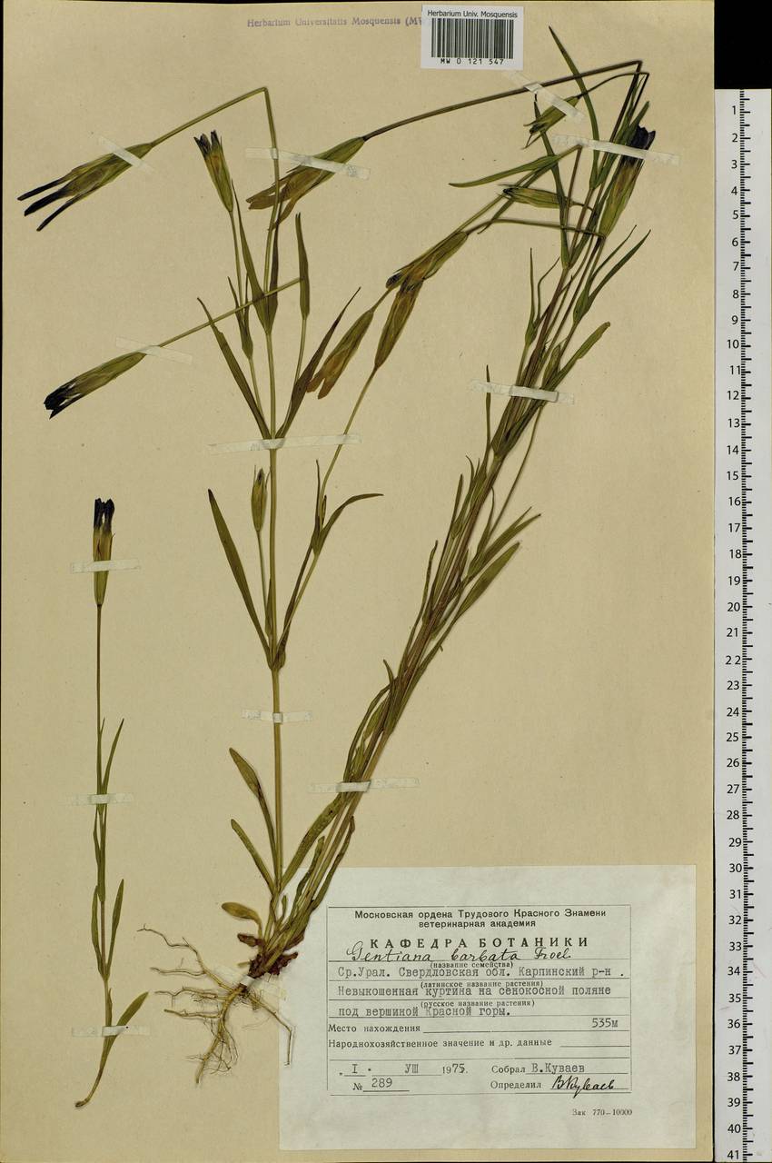 Gentianopsis barbata, Eastern Europe, Eastern region (E10) (Russia)