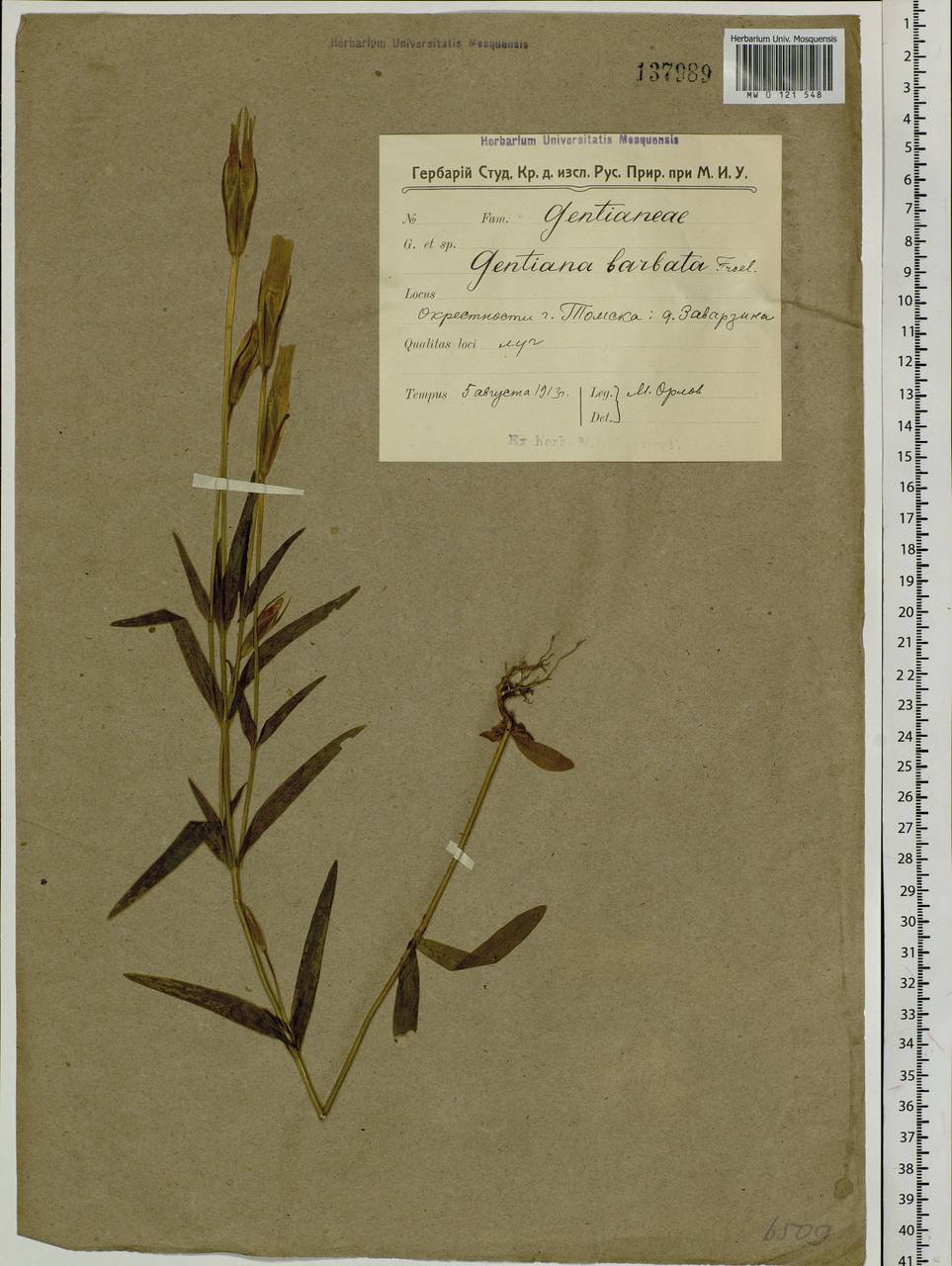 Gentianopsis barbata (Froel.) Ma, Siberia, Western Siberia (S1) (Russia)