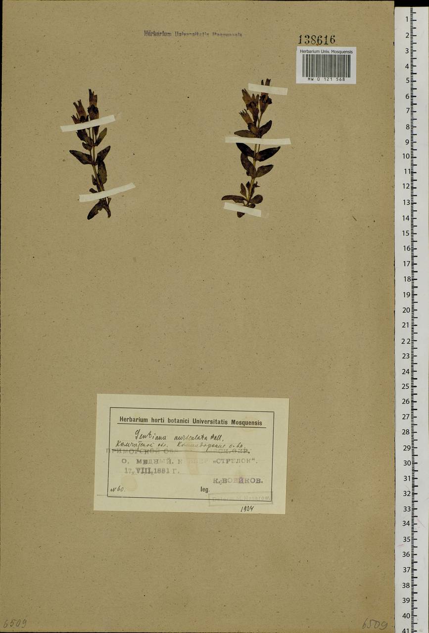 Gentianella auriculata (Pall.) J. M. Gillett, Siberia, Chukotka & Kamchatka (S7) (Russia)