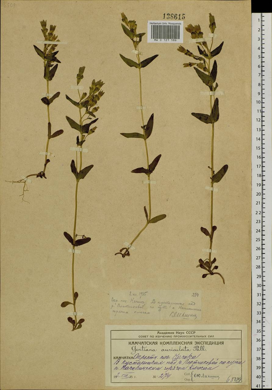 Gentianella auriculata (Pall.) J. M. Gillett, Siberia, Chukotka & Kamchatka (S7) (Russia)