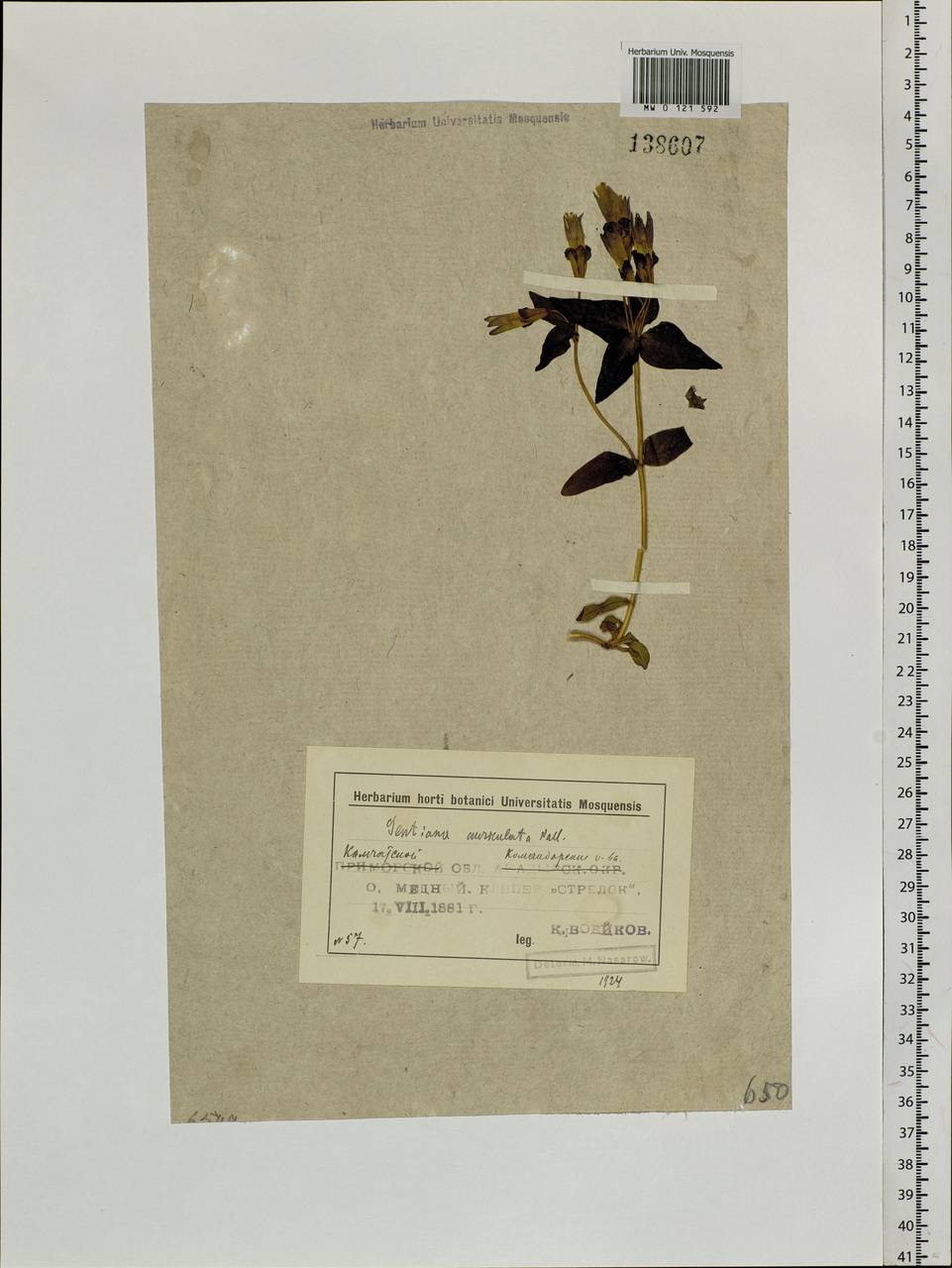 Gentianella auriculata (Pall.) J. M. Gillett, Siberia, Chukotka & Kamchatka (S7) (Russia)