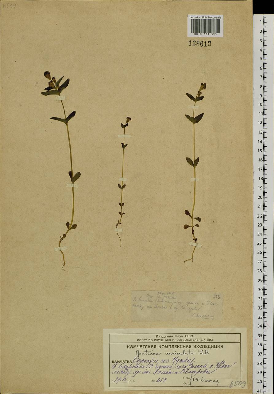 Gentianella auriculata (Pall.) J. M. Gillett, Siberia, Chukotka & Kamchatka (S7) (Russia)
