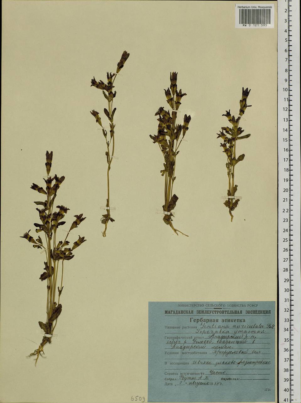 Gentianella auriculata (Pall.) J. M. Gillett, Siberia, Chukotka & Kamchatka (S7) (Russia)