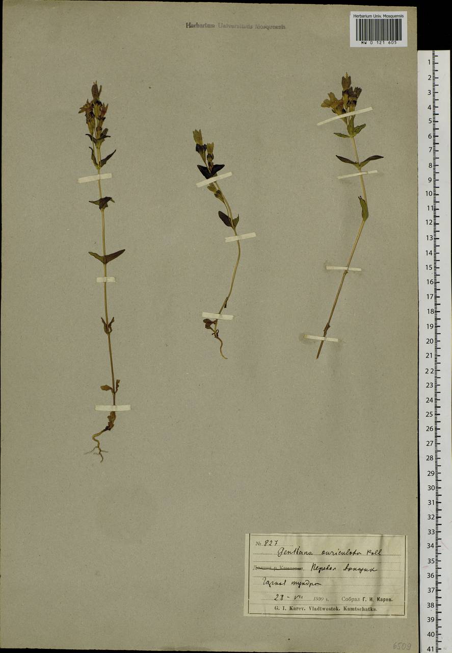 Gentianella auriculata (Pall.) J. M. Gillett, Siberia, Chukotka & Kamchatka (S7) (Russia)