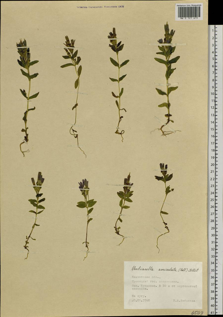 Gentianella auriculata (Pall.) J. M. Gillett, Siberia, Chukotka & Kamchatka (S7) (Russia)