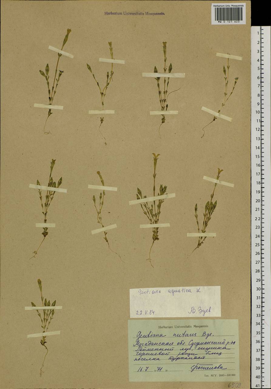 Gentiana aquatica L., Siberia, Chukotka & Kamchatka (S7) (Russia)