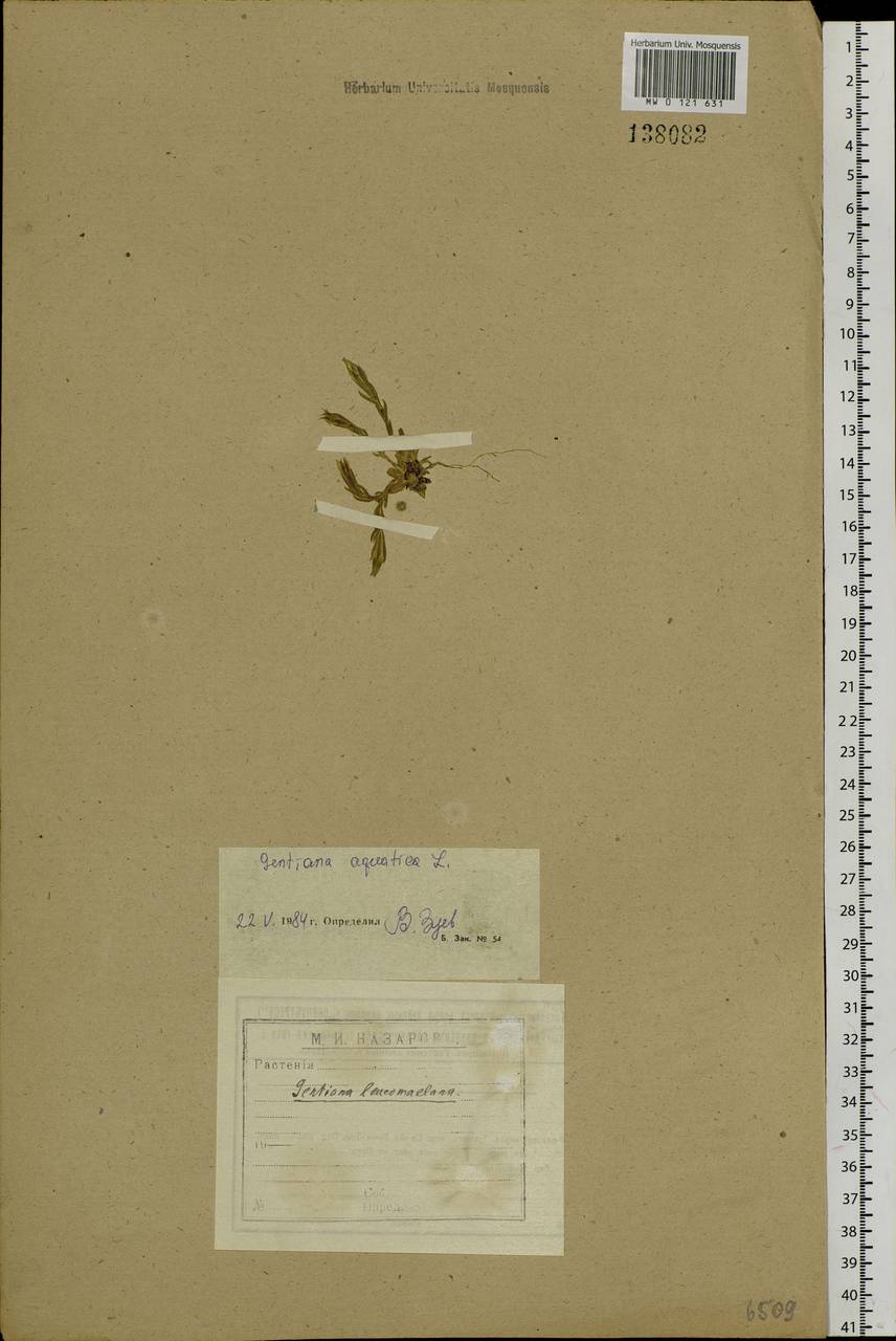 Gentiana aquatica L., Siberia, Baikal & Transbaikal region (S4) (Russia)