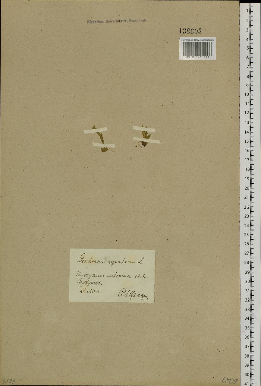 Gentiana aquatica L., Siberia, Baikal & Transbaikal region (S4) (Russia)