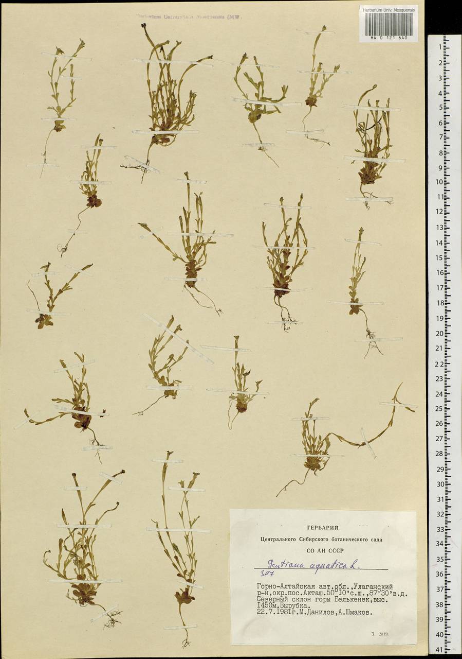 Gentiana aquatica, Siberia, Altai & Sayany Mountains (S2) (Russia)