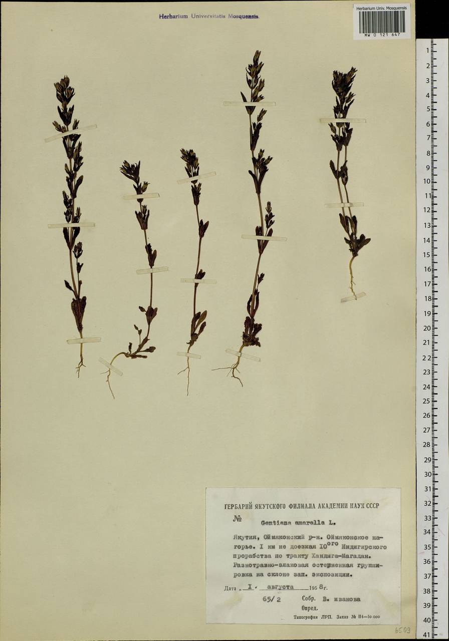 Gentianella amarella (L.) Börner, Siberia, Yakutia (S5) (Russia)