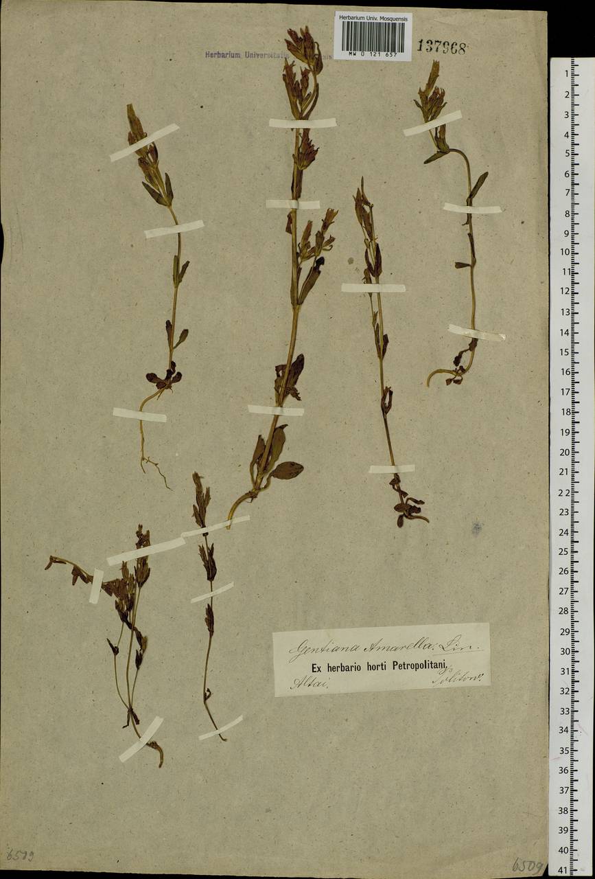 Gentianella amarella (L.) Börner, Siberia, Altai & Sayany Mountains (S2) (Russia)