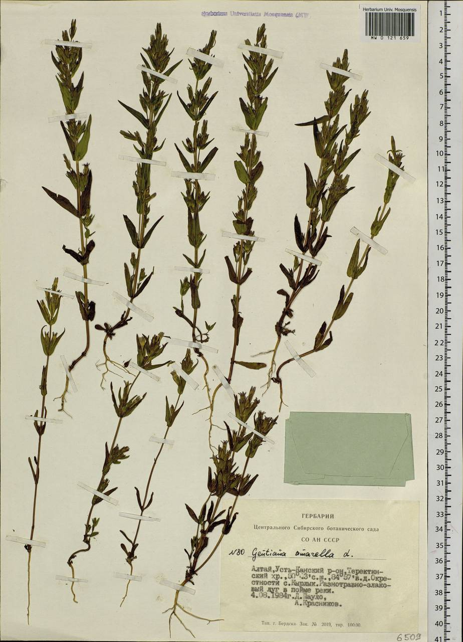 Gentianella amarella (L.) Börner, Siberia, Altai & Sayany Mountains (S2) (Russia)