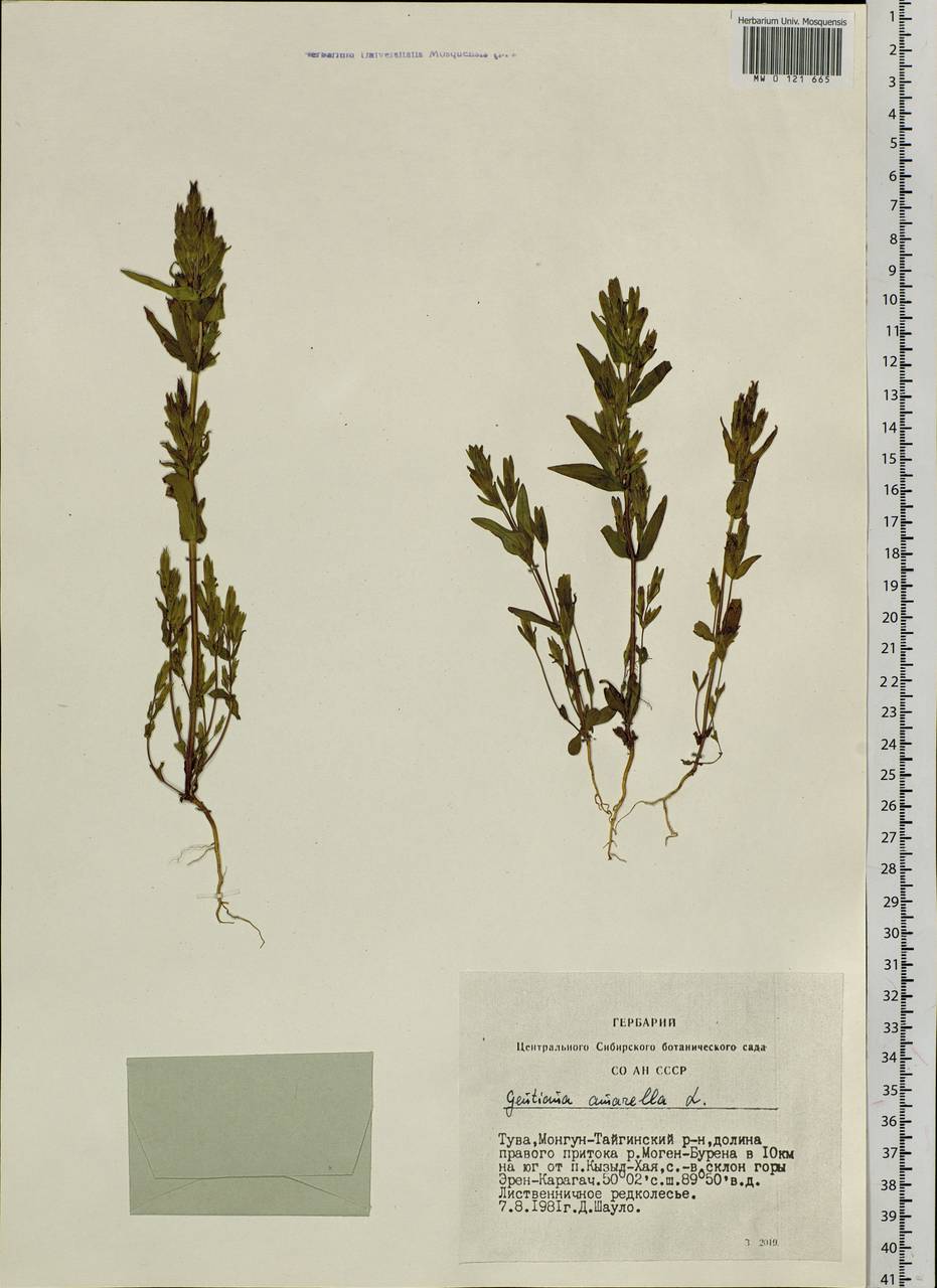 Gentianella amarella (L.) Börner, Siberia, Altai & Sayany Mountains (S2) (Russia)