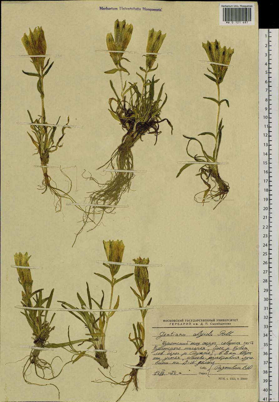 Gentiana algida Pall., Siberia, Chukotka & Kamchatka (S7) (Russia)