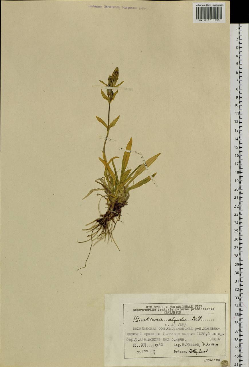 Gentiana algida Pall., Siberia, Chukotka & Kamchatka (S7) (Russia)