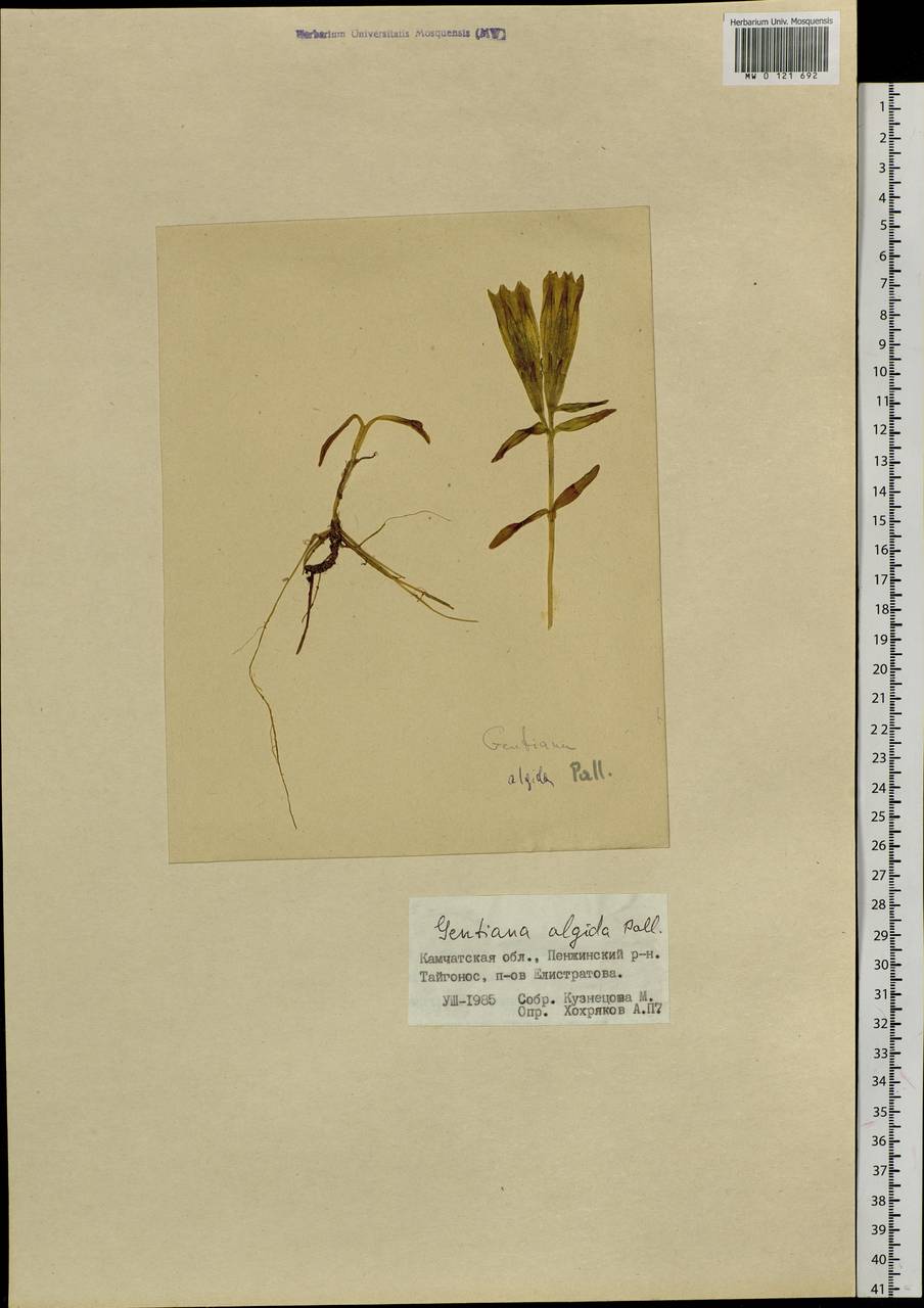 Gentiana algida Pall., Siberia, Chukotka & Kamchatka (S7) (Russia)
