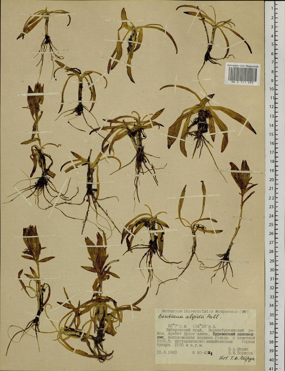 Gentiana algida Pall., Siberia, Russian Far East (S6) (Russia)
