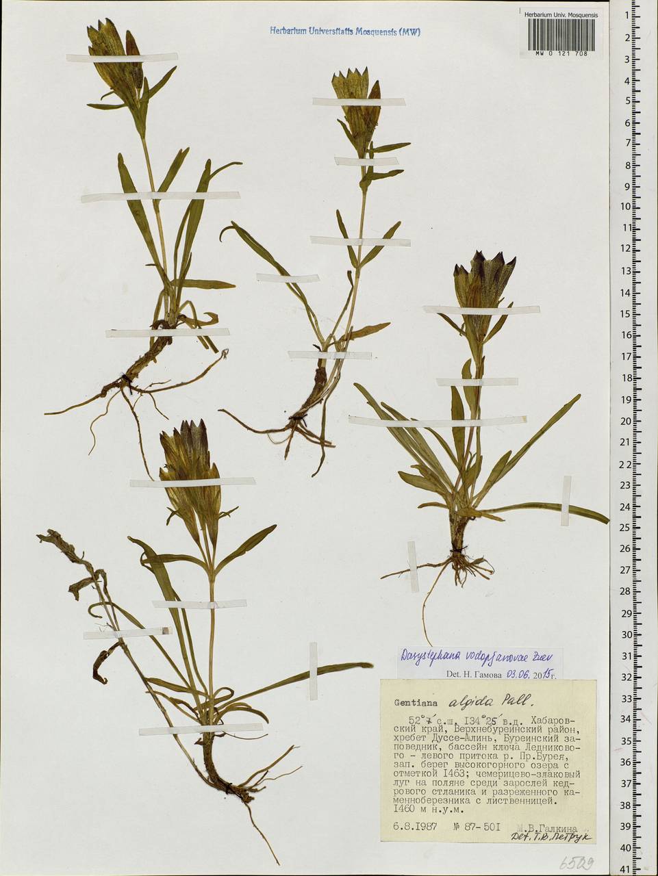 Gentiana, Siberia, Russian Far East (S6) (Russia)