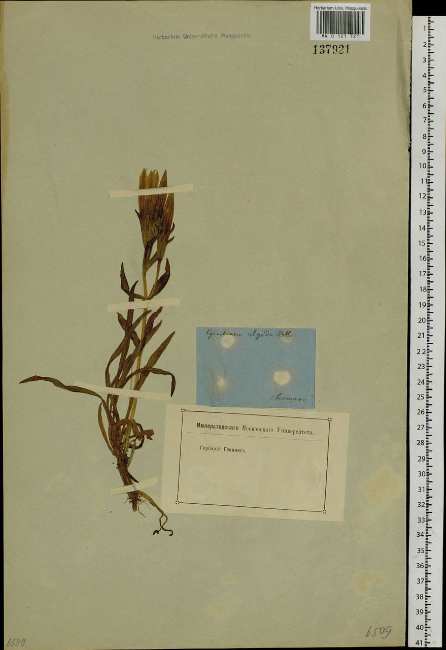 Gentiana algida Pall., Siberia, Baikal & Transbaikal region (S4) (Russia)