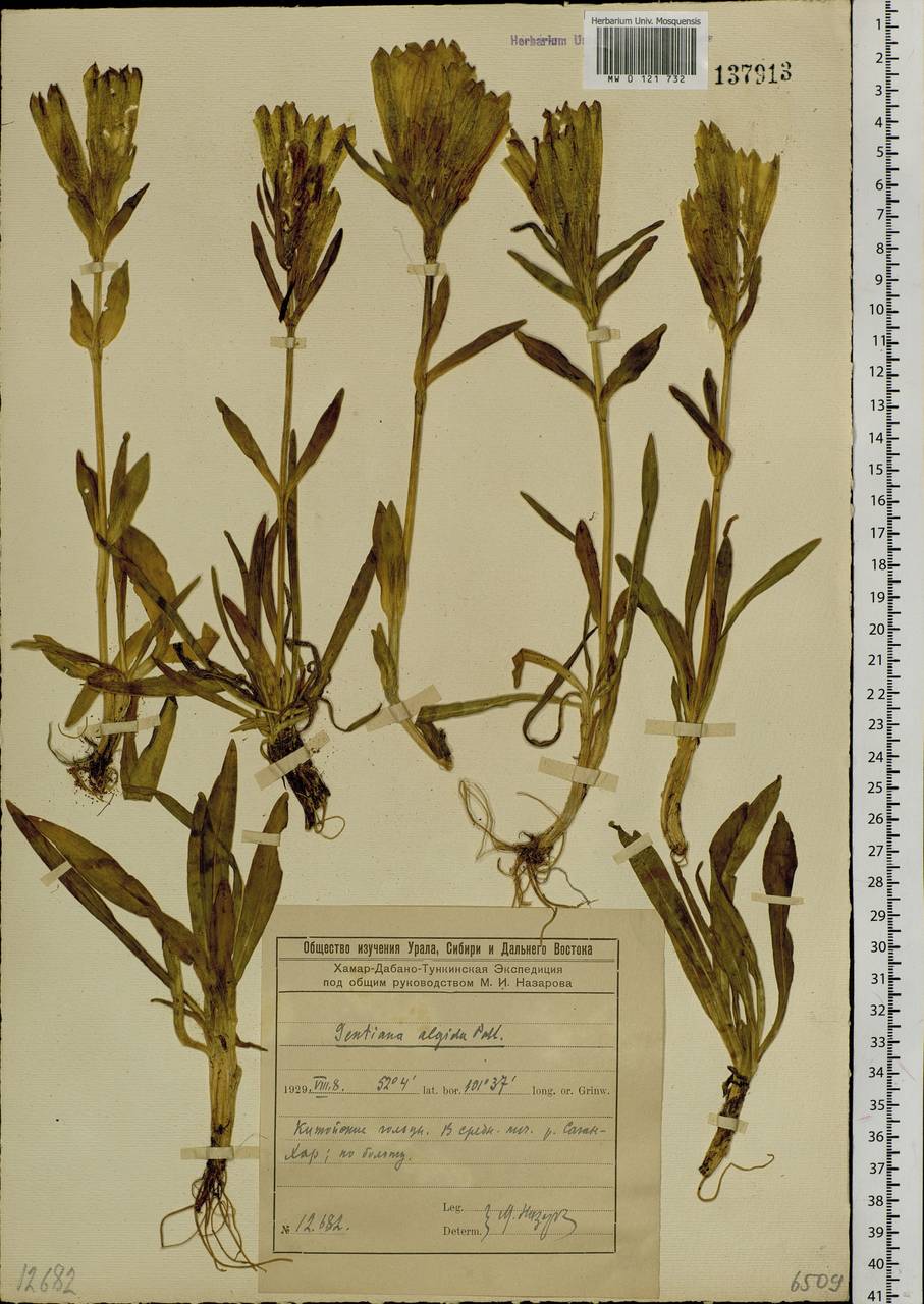Gentiana algida Pall., Siberia, Baikal & Transbaikal region (S4) (Russia)