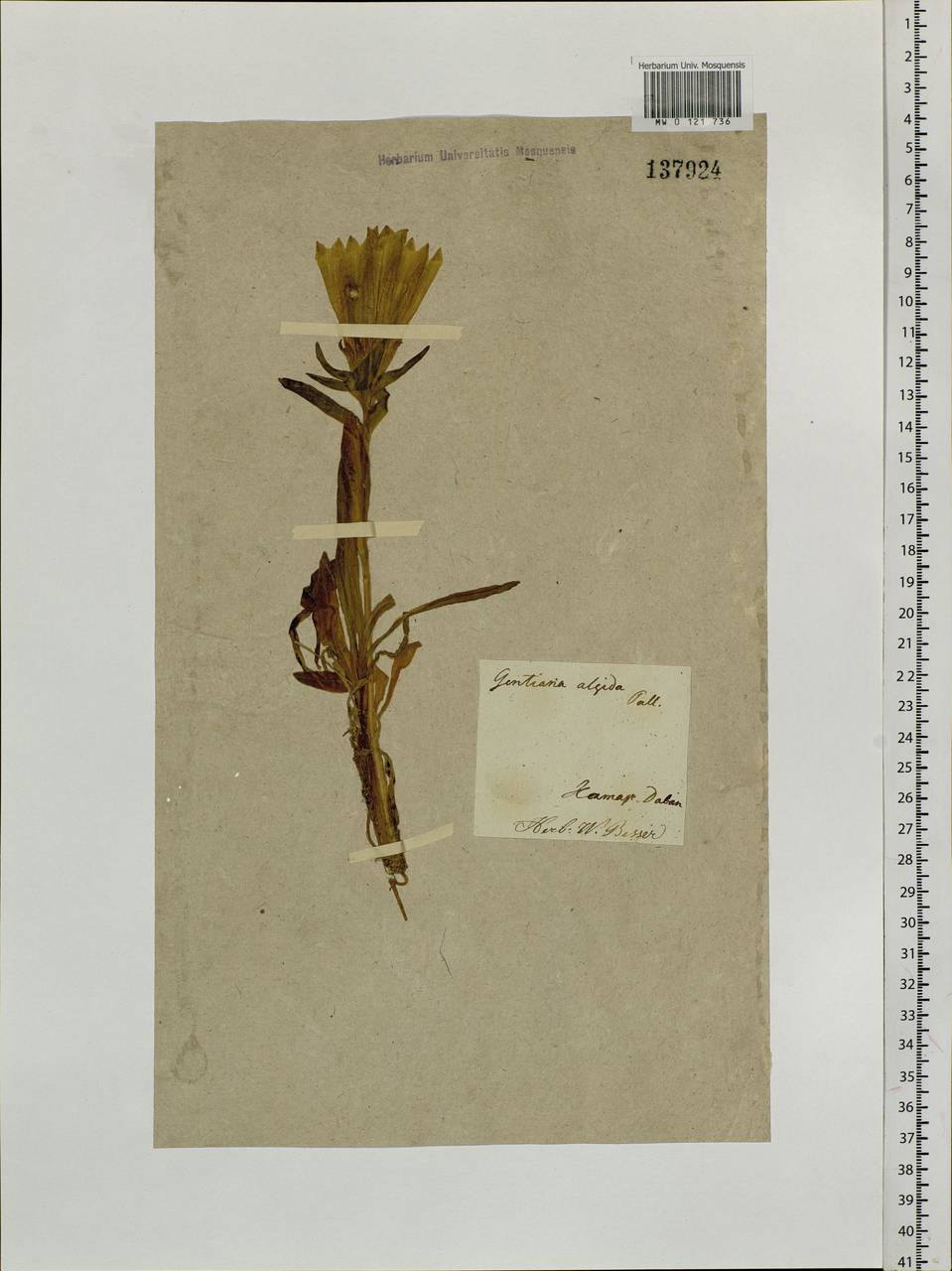 Gentiana algida Pall., Siberia, Baikal & Transbaikal region (S4) (Russia)