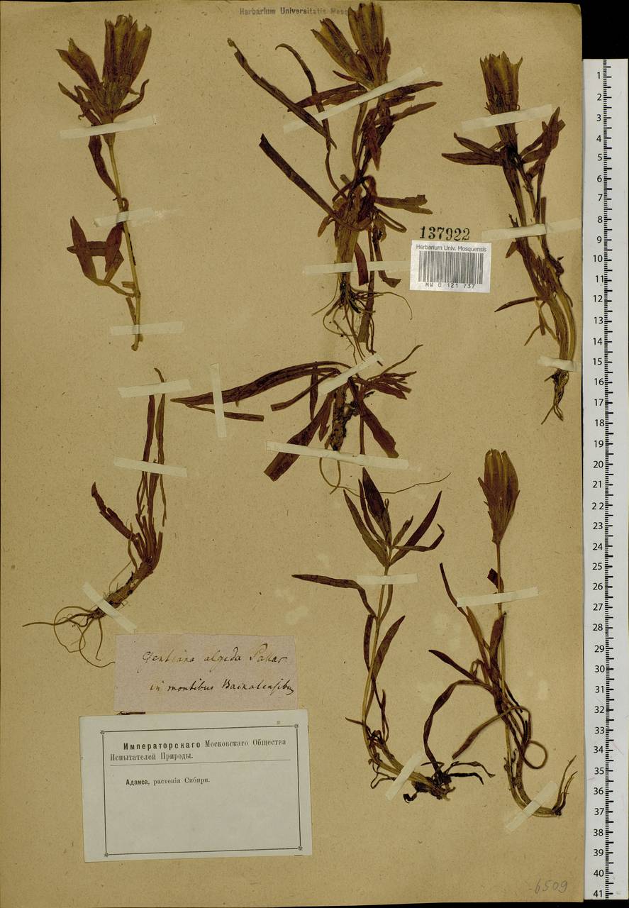 Gentiana algida Pall., Siberia, Baikal & Transbaikal region (S4) (Russia)