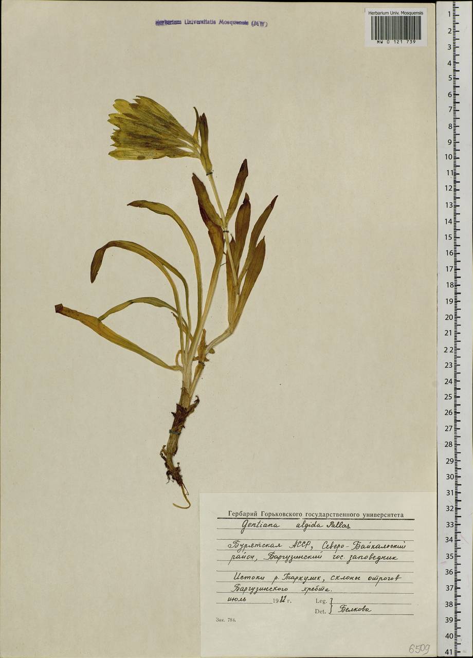 Gentiana algida Pall., Siberia, Baikal & Transbaikal region (S4) (Russia)