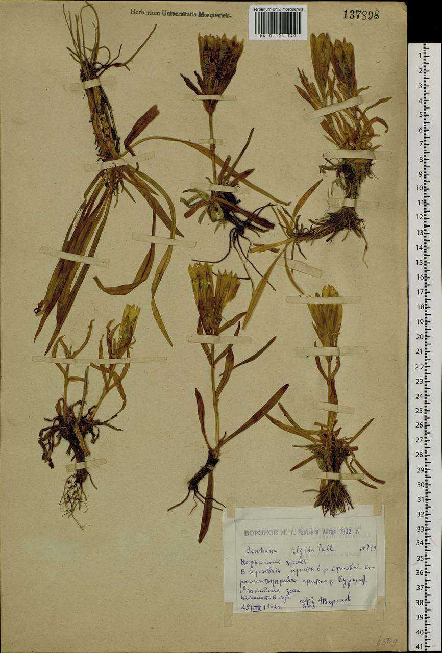 Gentiana algida Pall., Siberia, Western (Kazakhstan) Altai Mountains (S2a) (Kazakhstan)