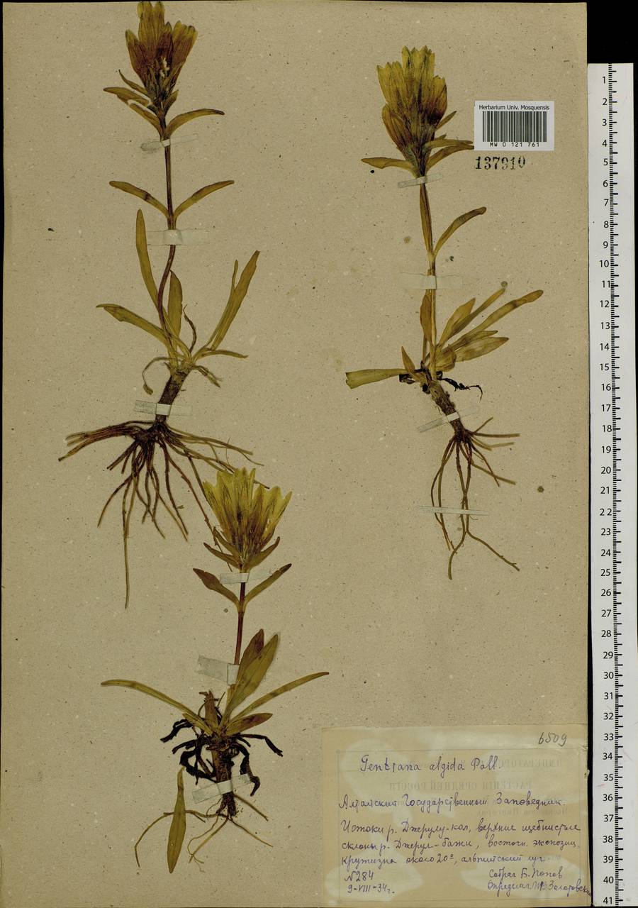 Gentiana algida Pall., Siberia, Altai & Sayany Mountains (S2) (Russia)
