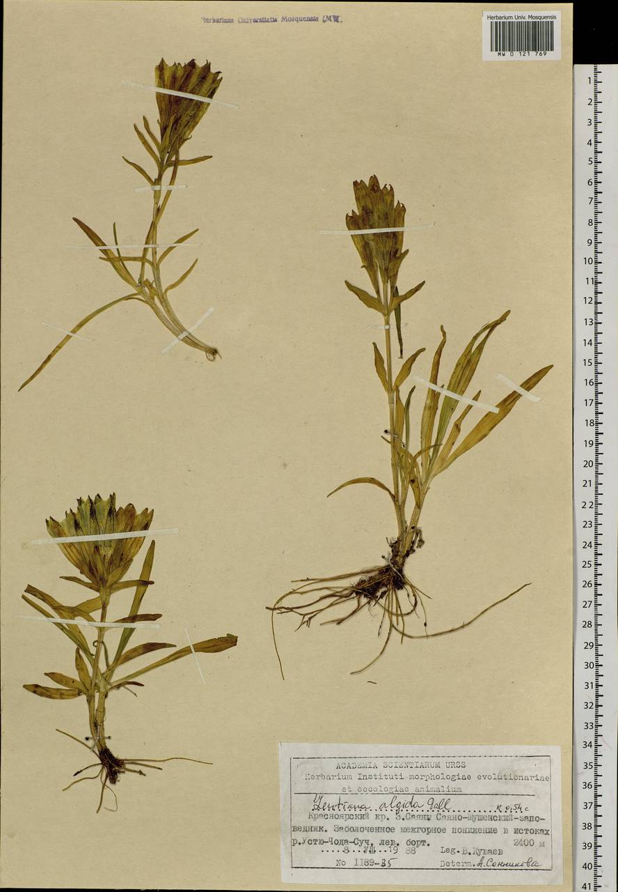 Gentiana algida Pall., Siberia, Altai & Sayany Mountains (S2) (Russia)