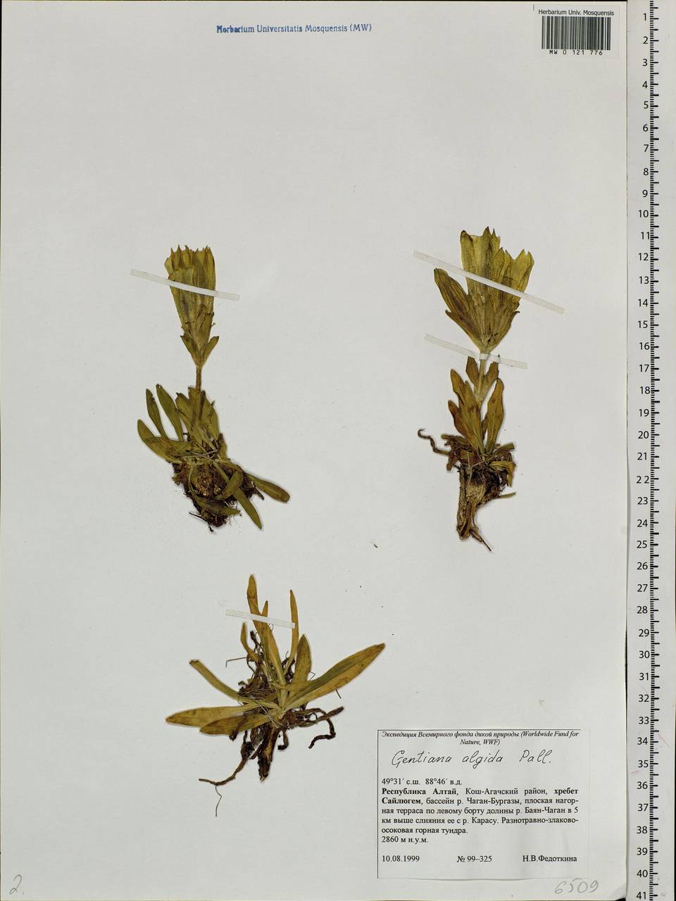 Gentiana algida Pall., Siberia, Altai & Sayany Mountains (S2) (Russia)