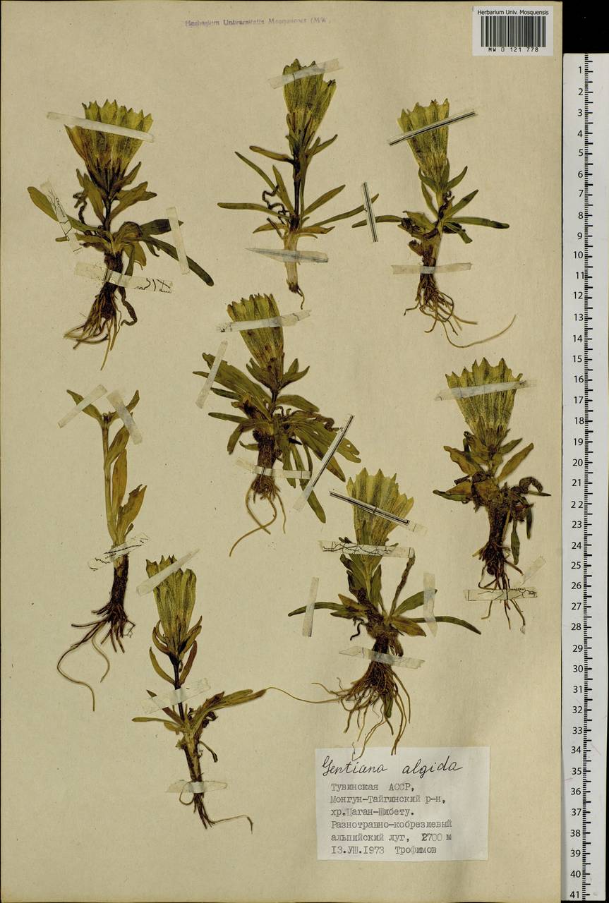 Gentiana algida Pall., Siberia, Altai & Sayany Mountains (S2) (Russia)