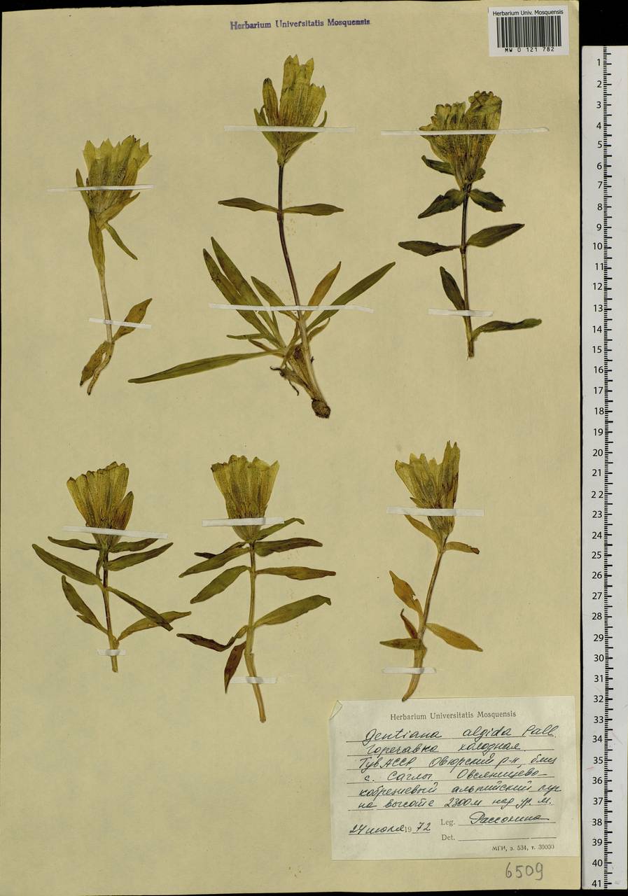 Gentiana algida Pall., Siberia, Altai & Sayany Mountains (S2) (Russia)