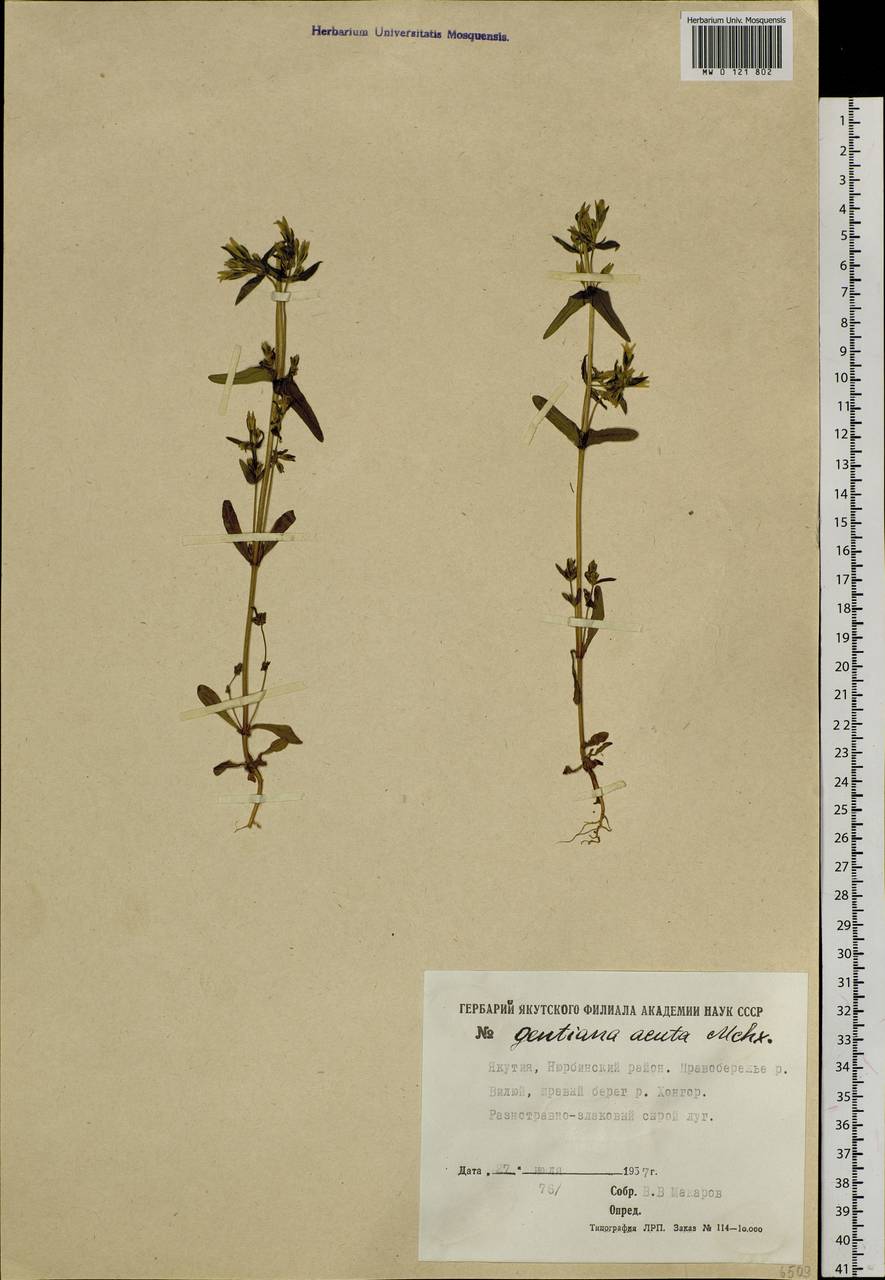 Gentianella amarella subsp. acuta (Michx.) J. M. Gillett, Siberia, Yakutia (S5) (Russia)