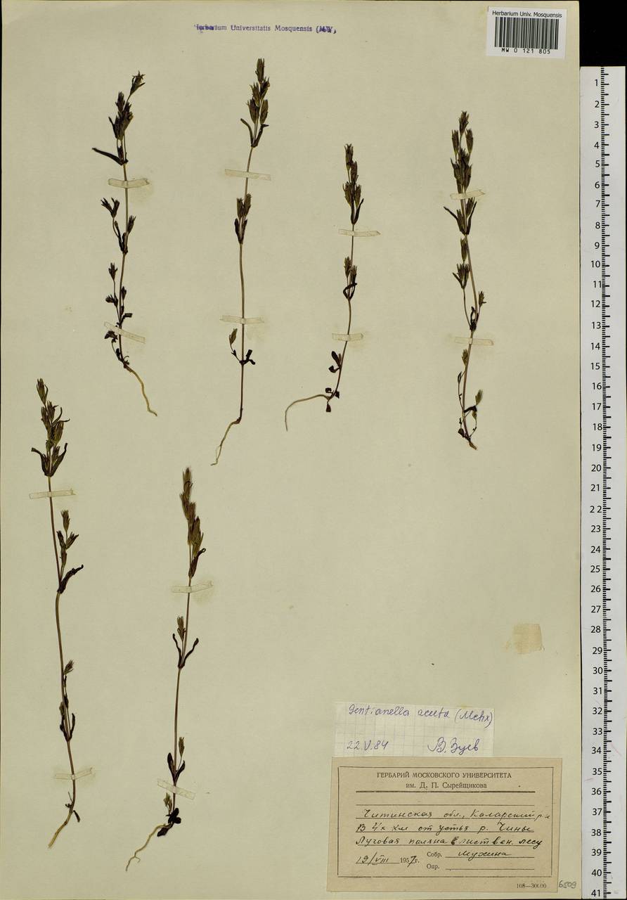 Gentianella amarella subsp. acuta (Michx.) Gillett, Siberia, Baikal & Transbaikal region (S4) (Russia)