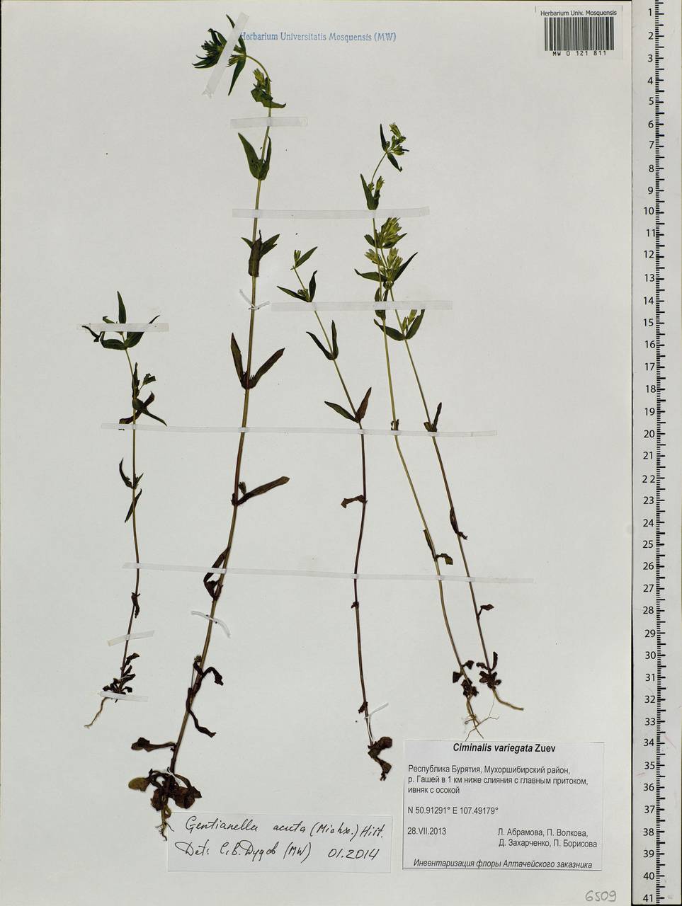 Gentianella amarella subsp. acuta (Michx.) Gillett, Siberia, Baikal & Transbaikal region (S4) (Russia)