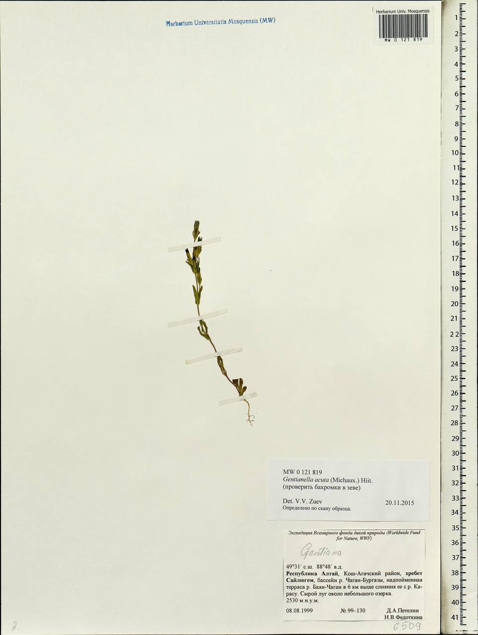 Gentianella amarella subsp. acuta (Michx.) Gillett, Siberia, Altai & Sayany Mountains (S2) (Russia)