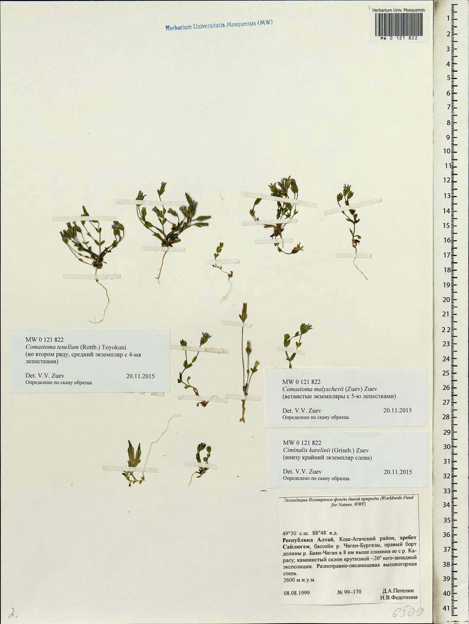 Comastoma malyschevii (Zuev) V.V. Zuev, Siberia, Altai & Sayany Mountains (S2) (Russia)