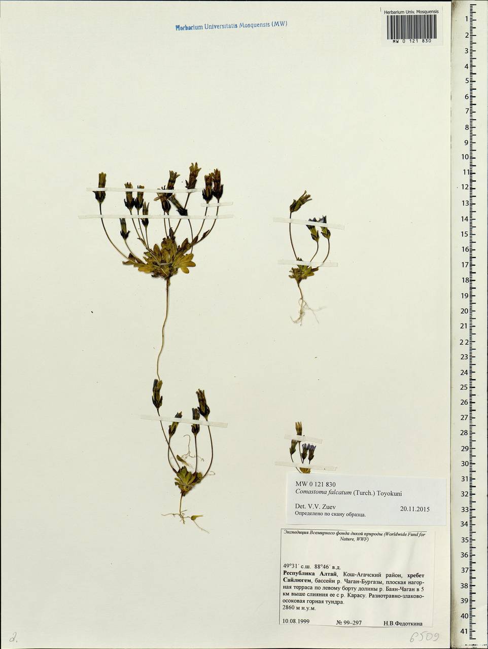 Comastoma falcatum (Turcz.) Toyokuni, Siberia, Altai & Sayany Mountains (S2) (Russia)