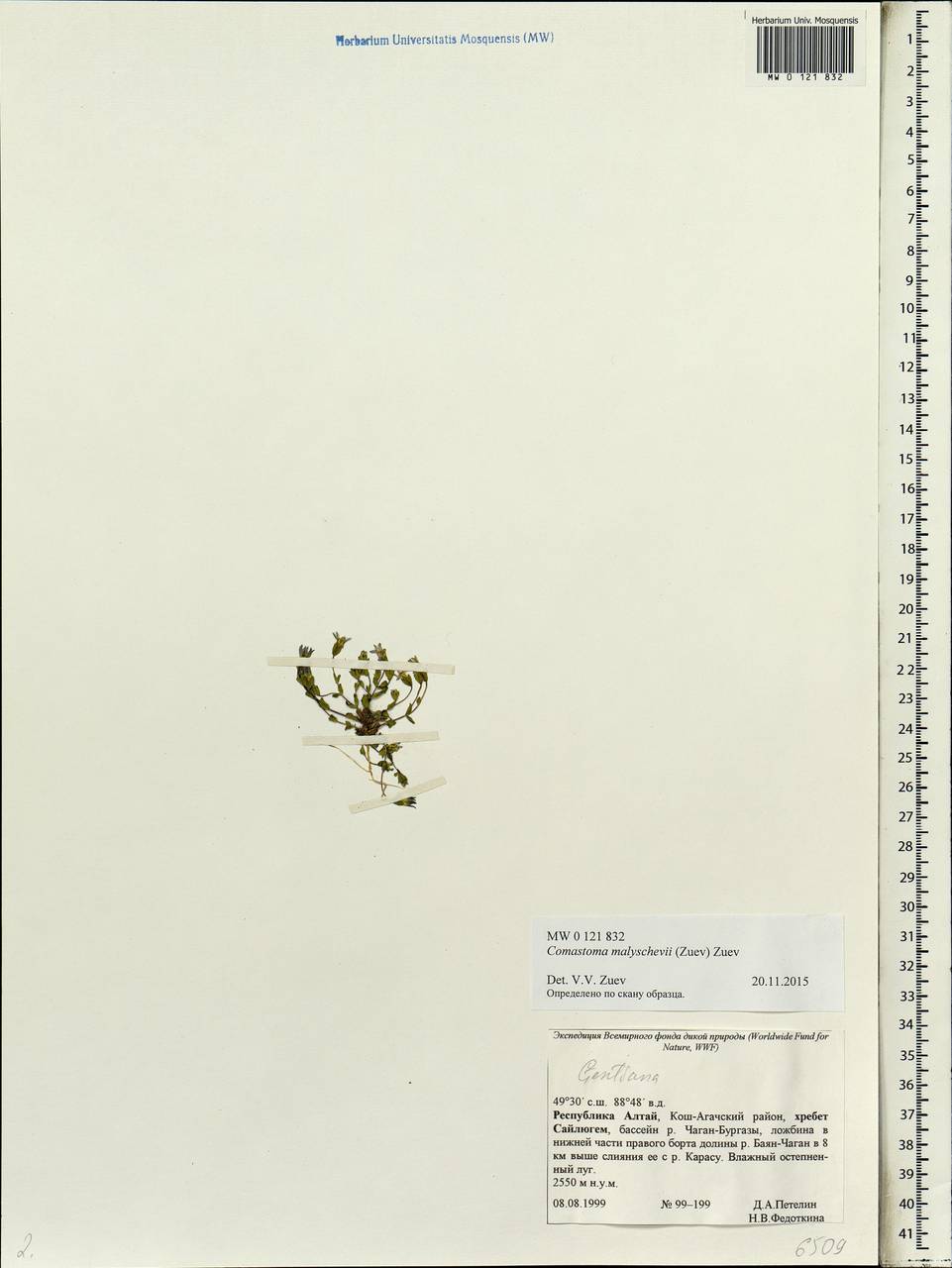 Comastoma malyschevii (Zuev) V.V. Zuev, Siberia, Altai & Sayany Mountains (S2) (Russia)