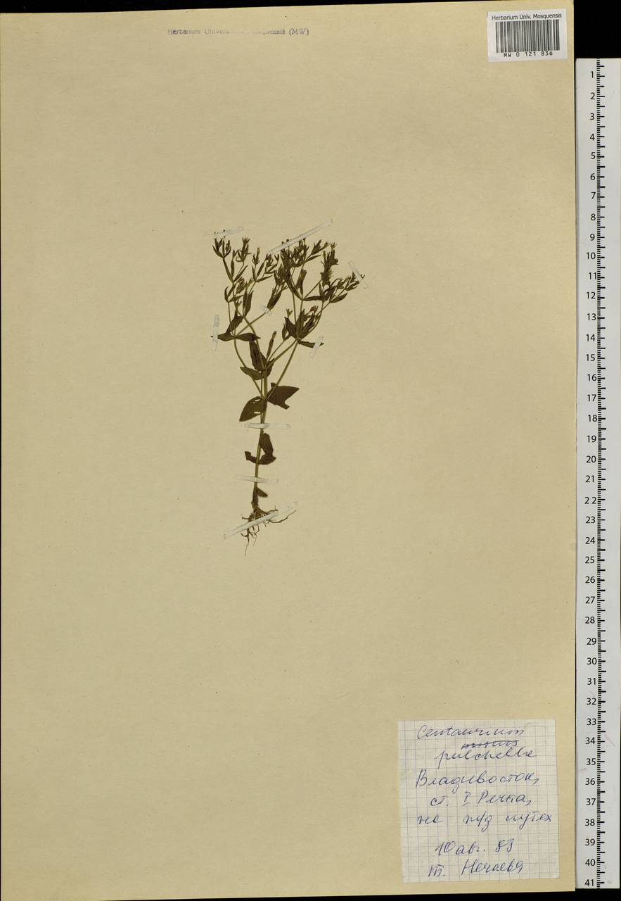 Centaurium pulchellum (Sw.) Druce, Siberia, Russian Far East (S6) (Russia)