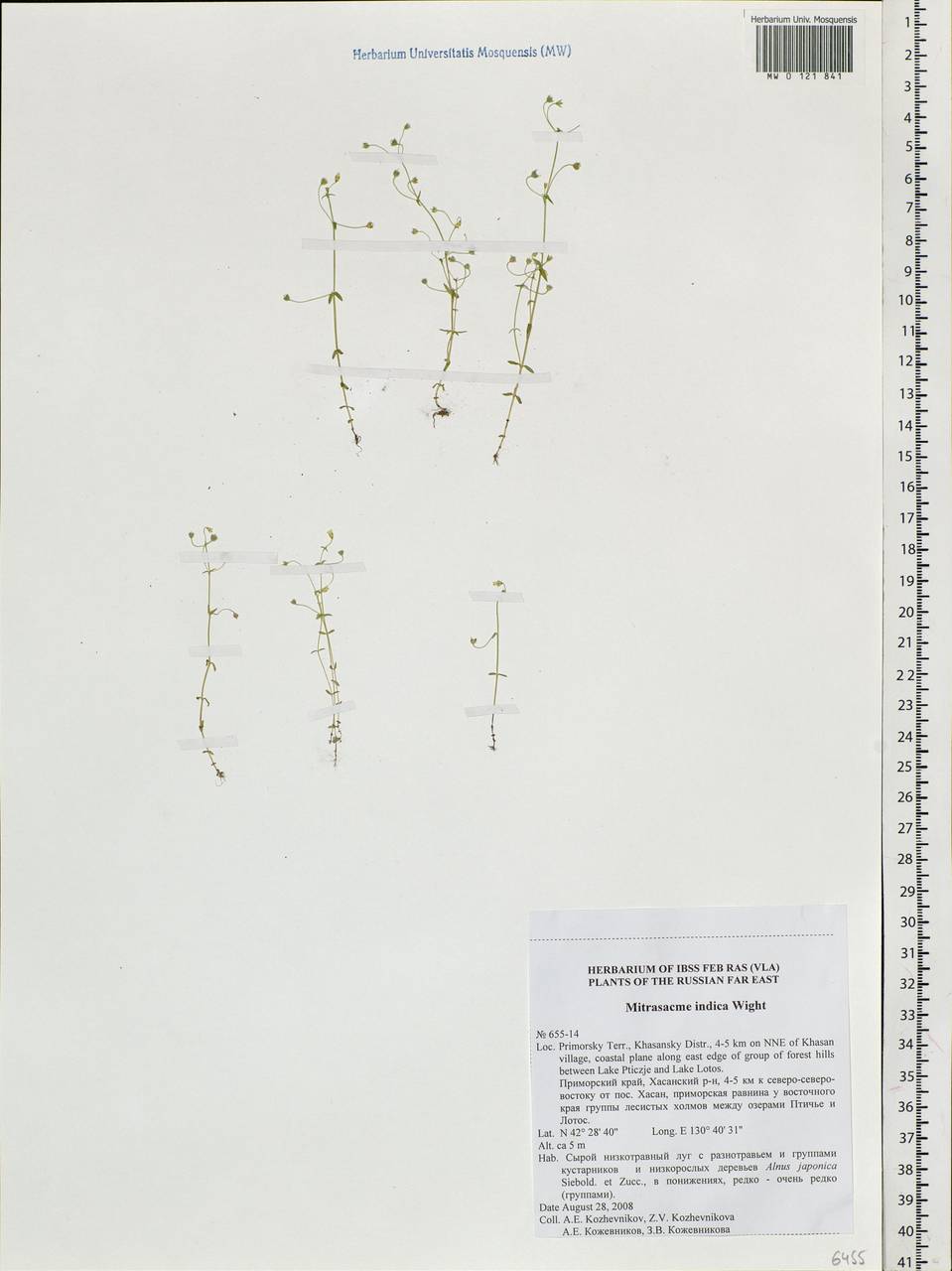 Mitrasacme prolifera R. Br., Siberia, Russian Far East (S6) (Russia)