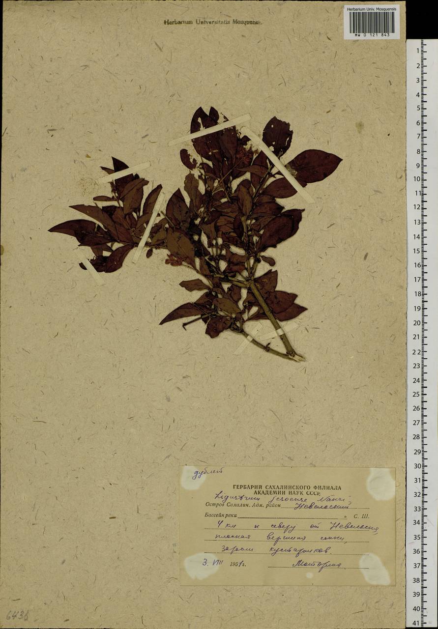 Ligustrum tschonoskii Decne., Siberia, Russian Far East (S6) (Russia)