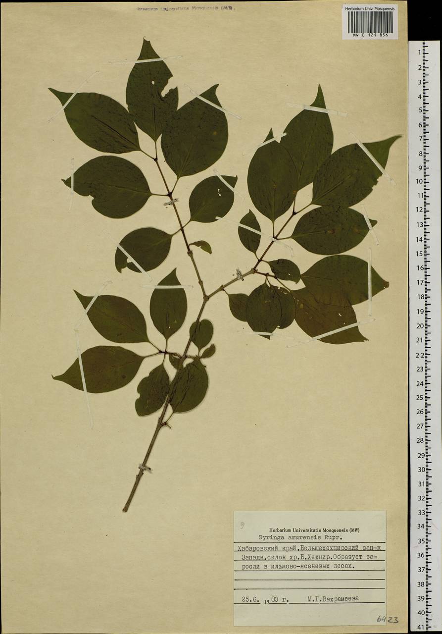 Syringa reticulata subsp. amurensis (Rupr.) P.S.Green & M.C.Chang, Siberia, Russian Far East (S6) (Russia)