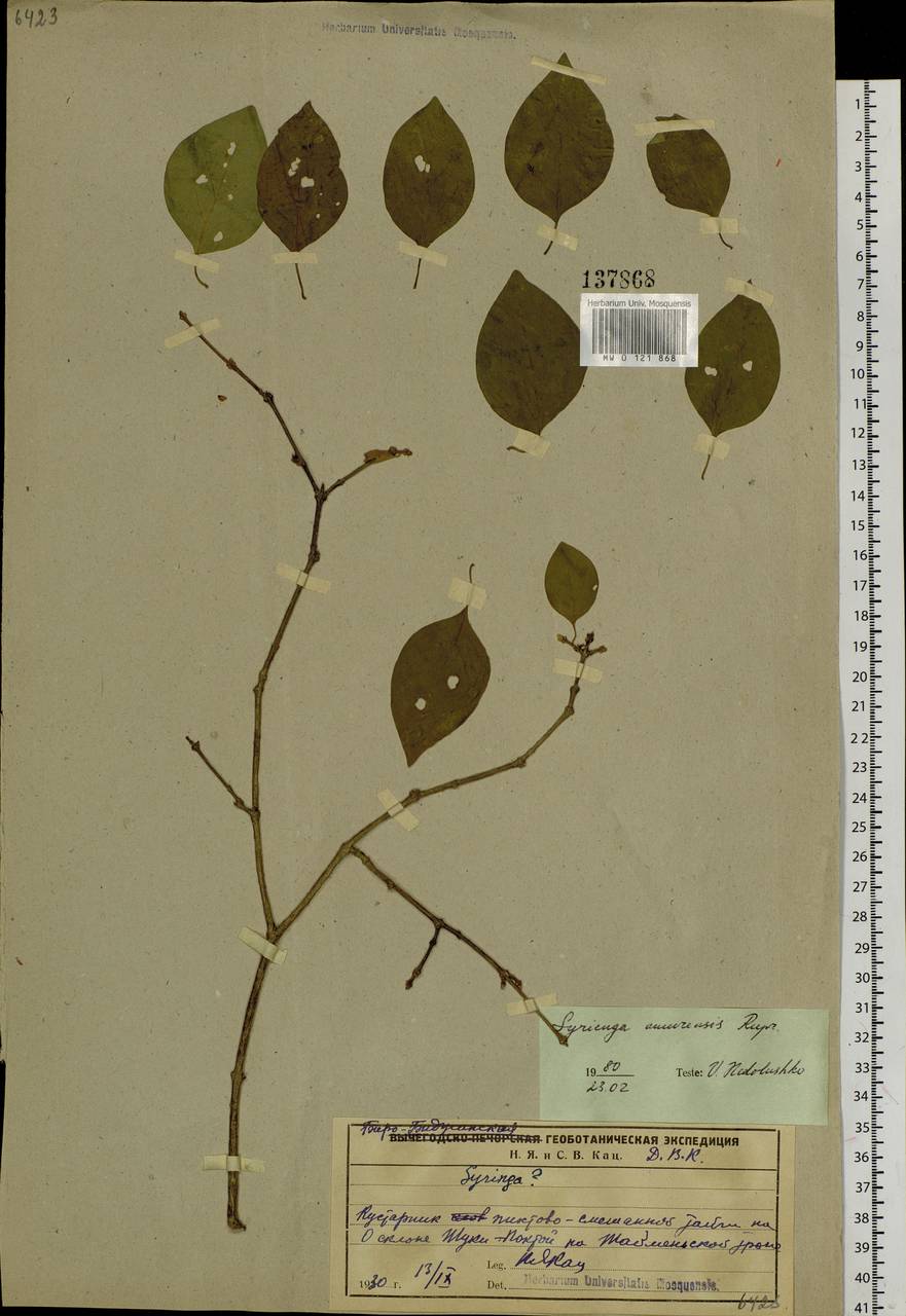 Syringa reticulata subsp. amurensis (Rupr.) P.S.Green & M.C.Chang, Siberia, Russian Far East (S6) (Russia)