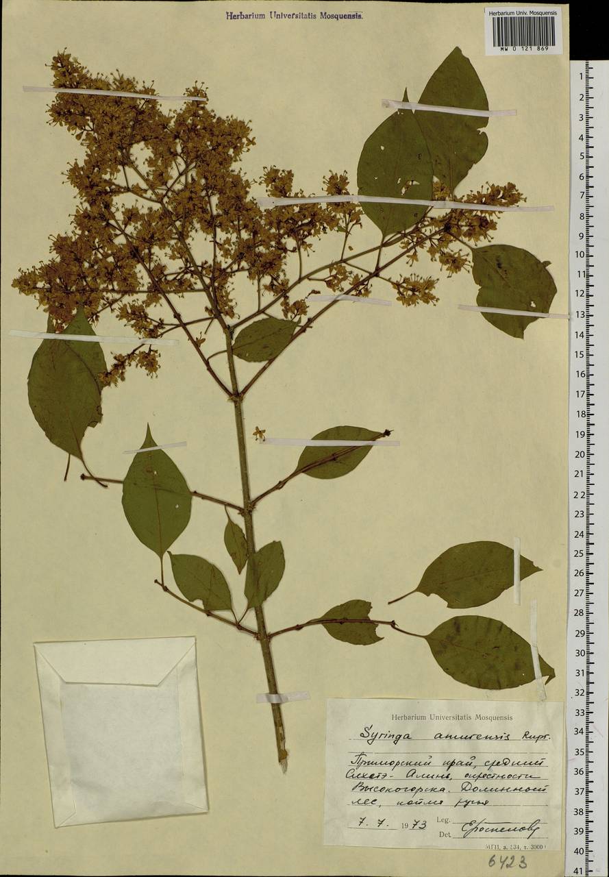 Syringa reticulata subsp. amurensis (Rupr.) P.S.Green & M.C.Chang, Siberia, Russian Far East (S6) (Russia)
