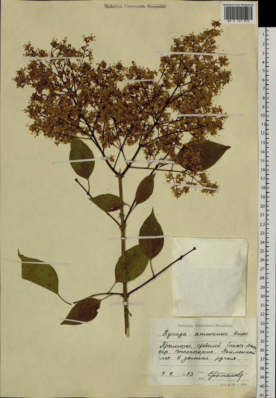 Syringa reticulata subsp. amurensis (Rupr.) P.S.Green & M.C.Chang, Siberia, Russian Far East (S6) (Russia)