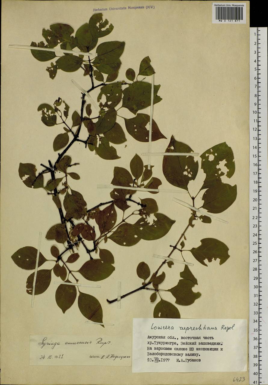 Syringa reticulata subsp. amurensis (Rupr.) P.S.Green & M.C.Chang, Siberia, Russian Far East (S6) (Russia)